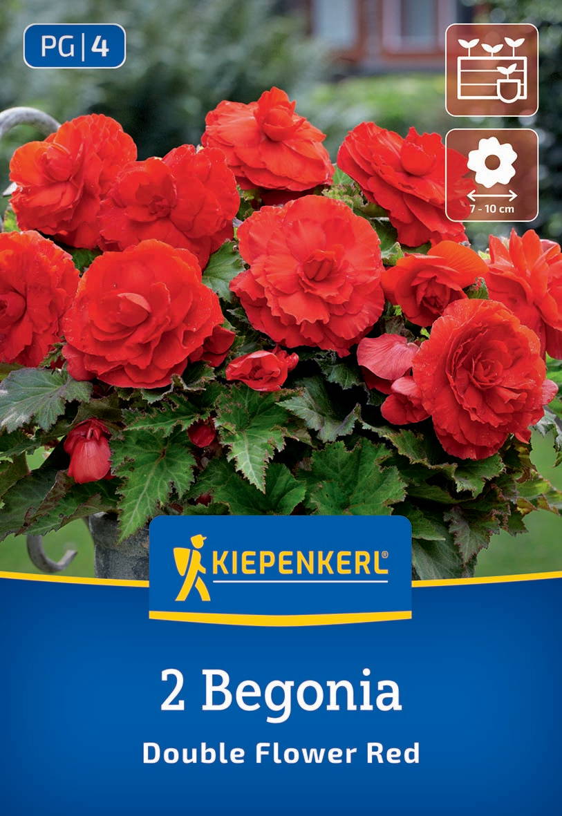 Rote Begonienblumen in einem Topf, große Blüten, grüne Blätter.