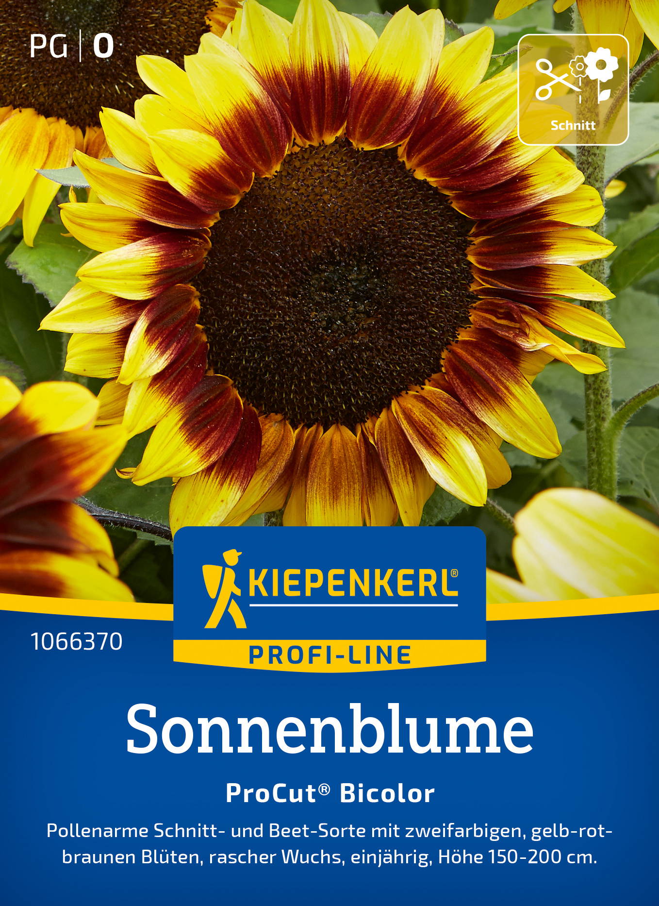 Sonnenblumen mit gelb-roter Blüte, große Köpfe, grünes Laub im Hintergrund.