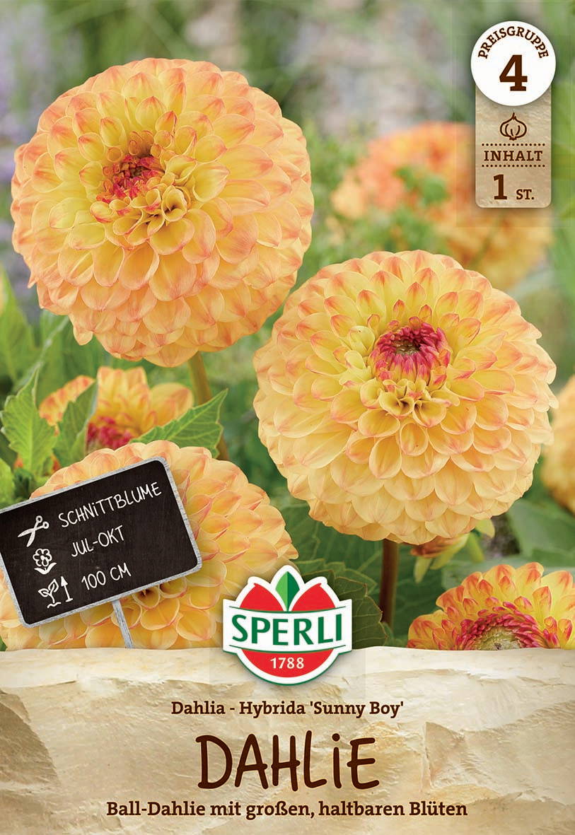 Mehrere große, gelb-orange Dahlien mit runden Blütenknollen und grünem Laub.