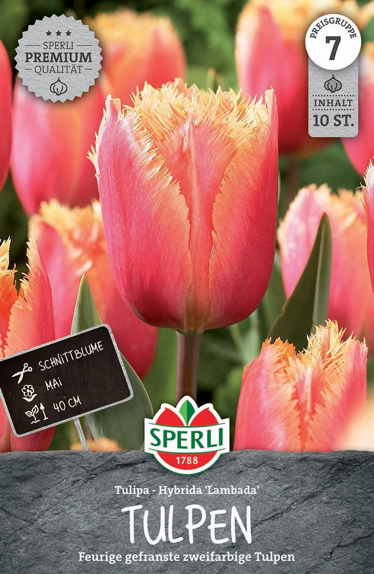 Premium Gefranste Tulpe Lambada