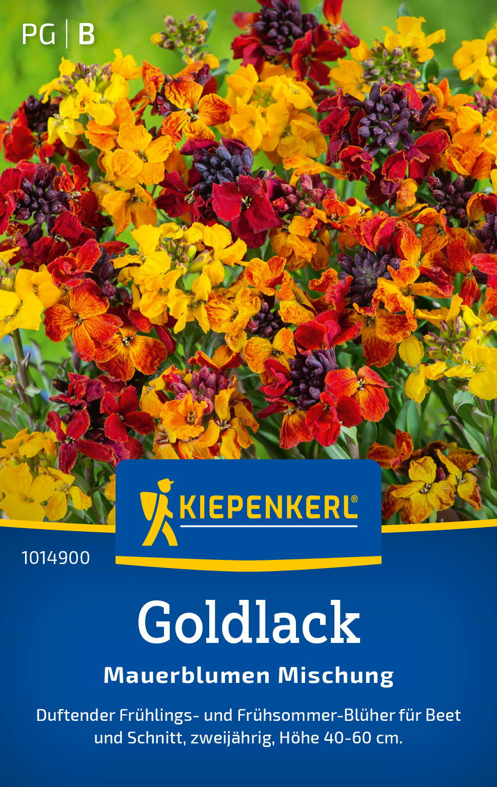 Goldlacksamen Mauerblumen Mischung
