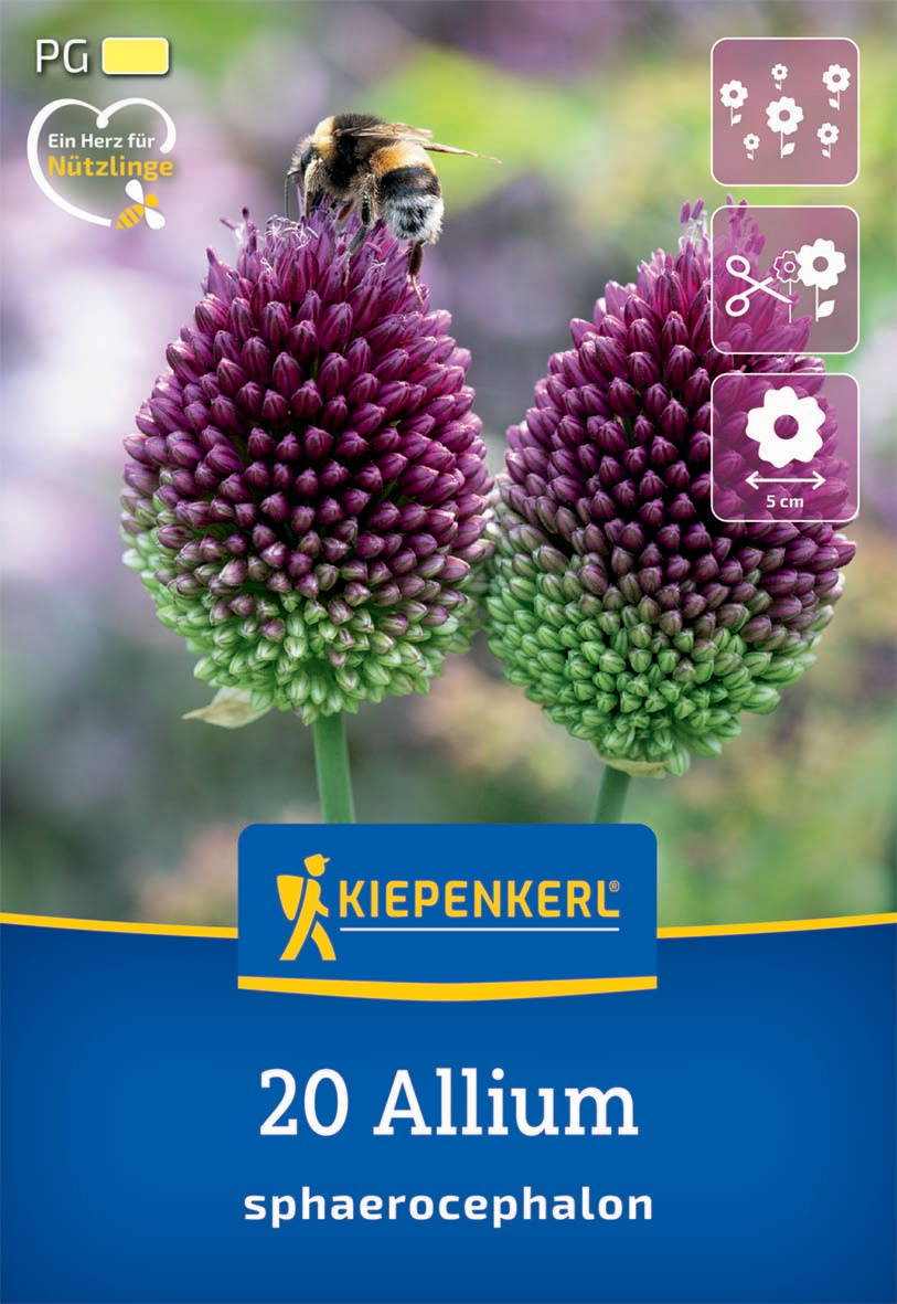 Zierlauch Allium sphaerocephalon