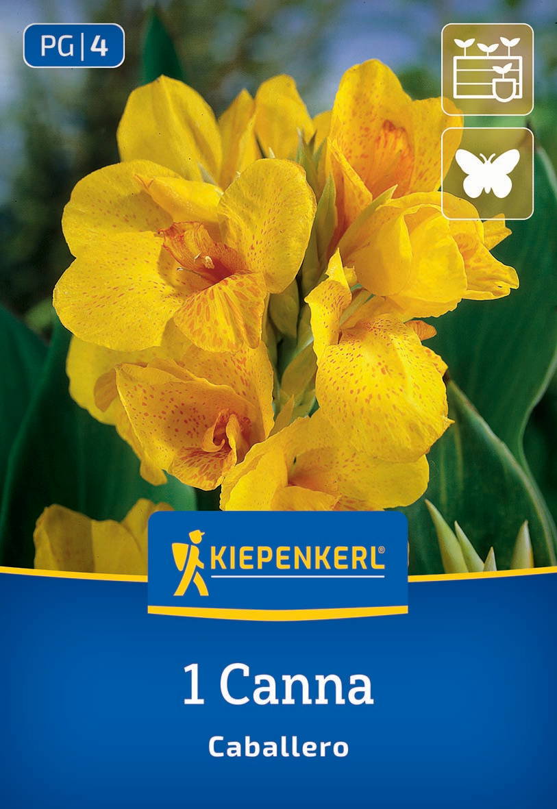Gelbe Rittersternblume mit grünen Blättern im Hintergrund auf Verpackung.