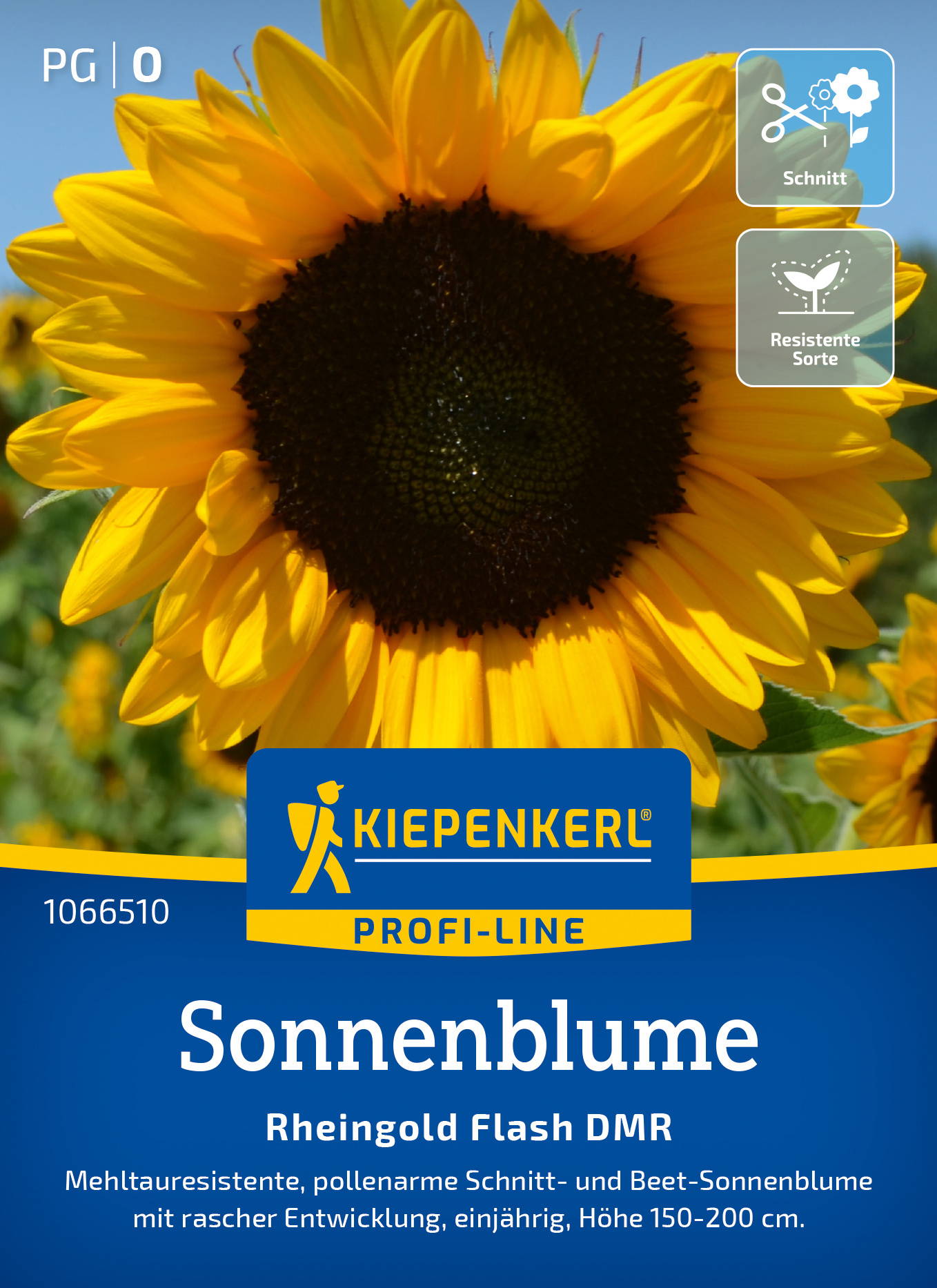 Sonnenblume mit gelben Blütenblättern und dunklem Zentrum auf einer blauen Verpackung.