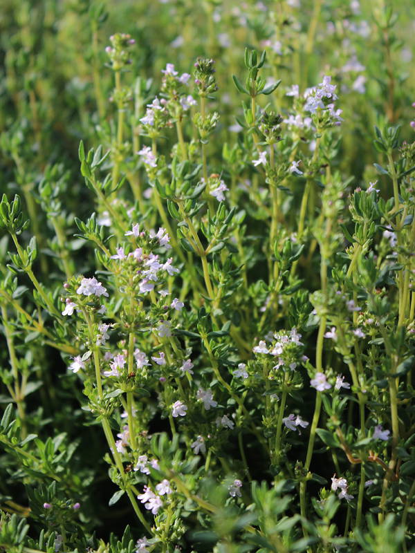 Thymian: Anbau, Pflege, Ernte, Keimdauer & Sorten