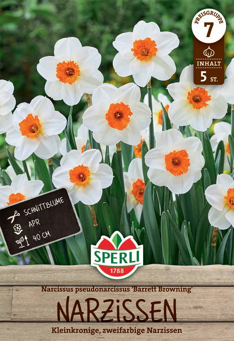 Weißer Narzisse mit orangefarbenem Kranz, 40 cm hoch, 5 Stück, für Garten, Balkon und Schnitt.