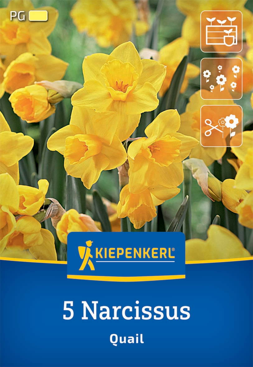 Gelbe Narzissus (Narzissen) mit grünen Blättern, auf Versandkarton mit KIEPENKERL-Logo und Botanischem Namen Quail.
