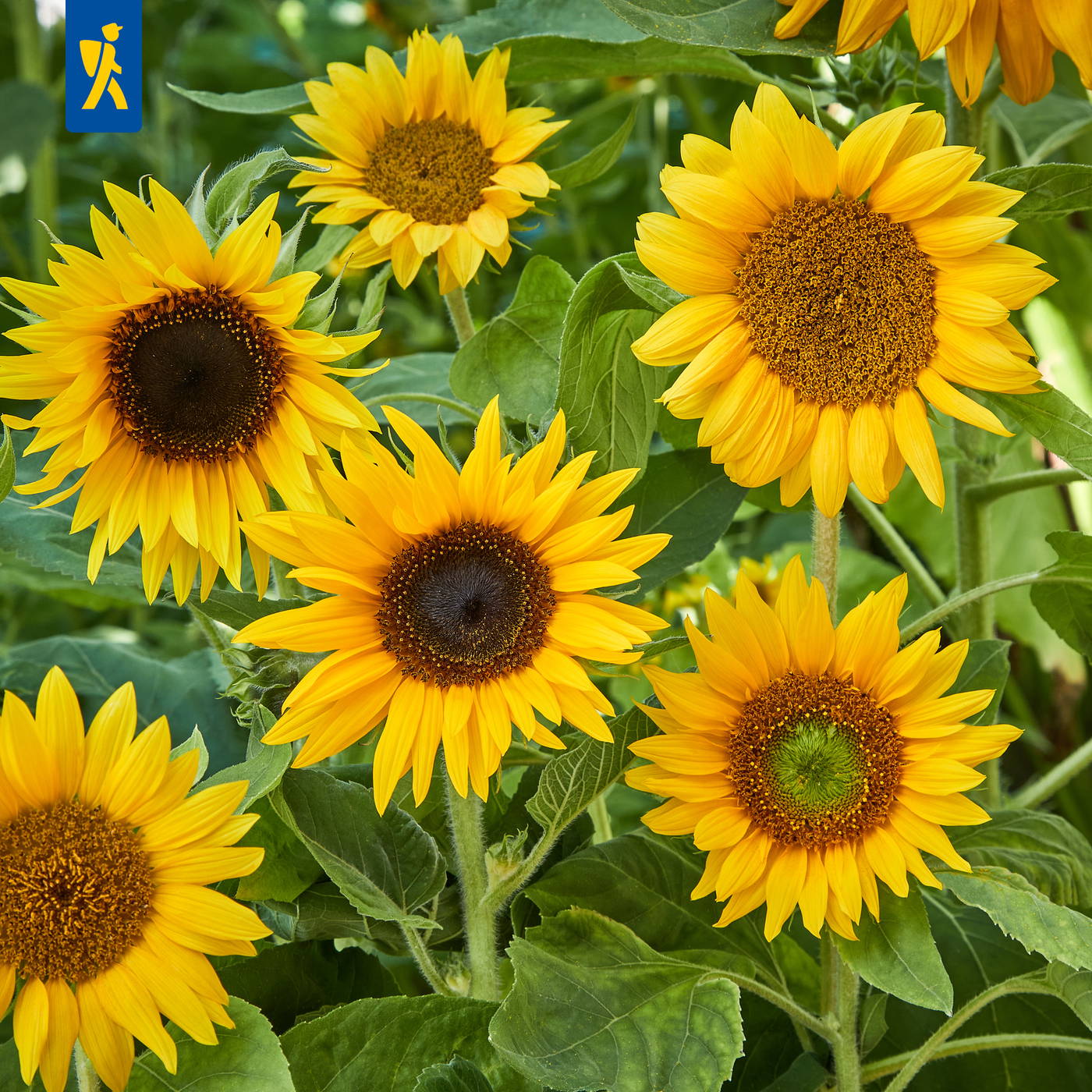 Mehrere gelbe Sonnenblumen mit grünen Blättern.