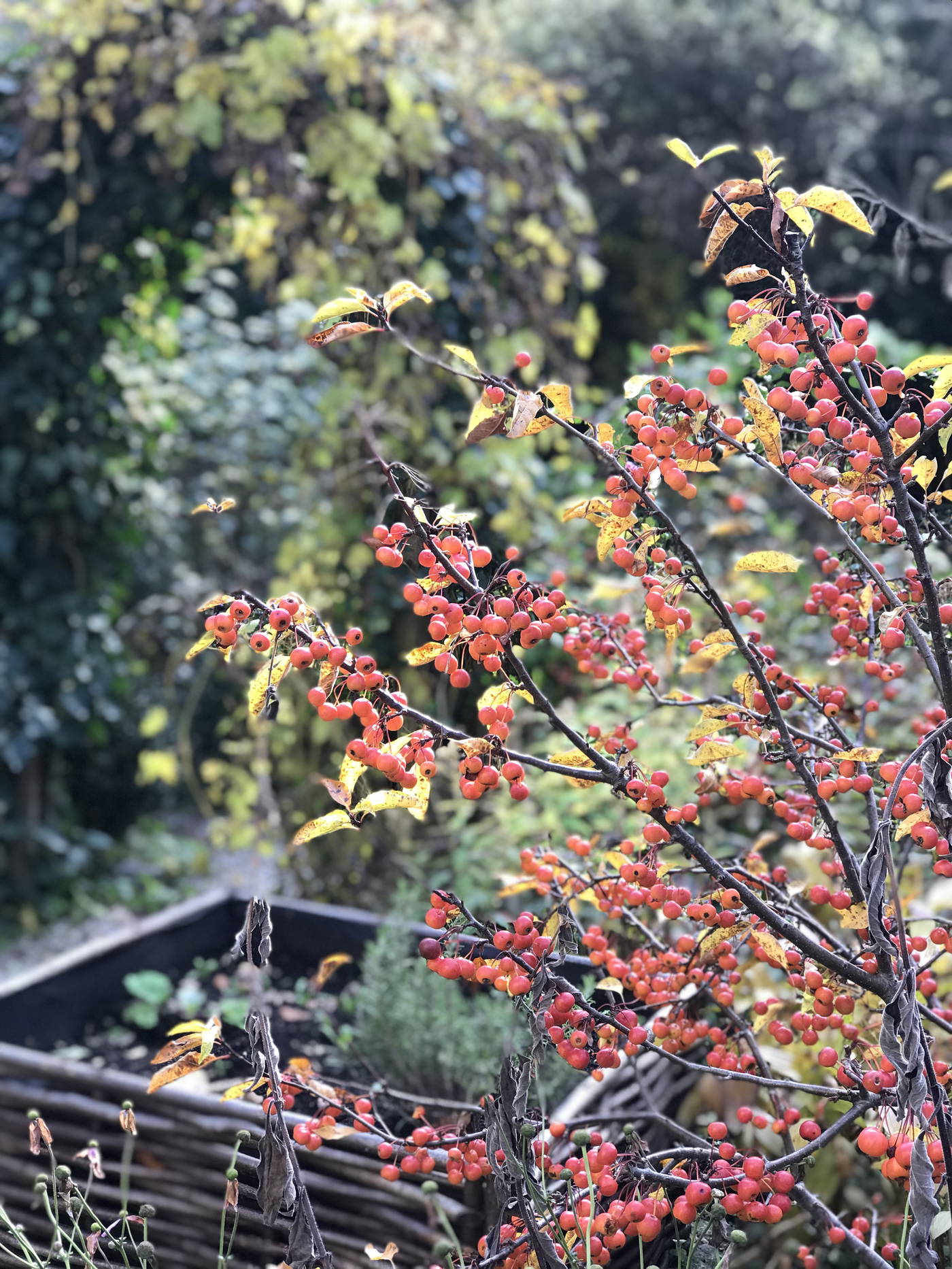 Astilbe Pflanze mit roten Beeren und gelb-grünen Blättern im Garten.