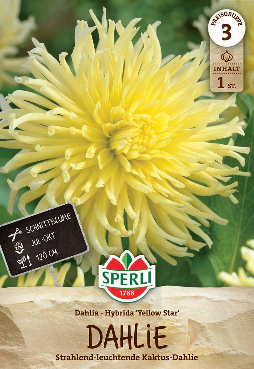 Gelbe Dahlie mit langen, gezackten Blütenblättern vor grünem Laub.