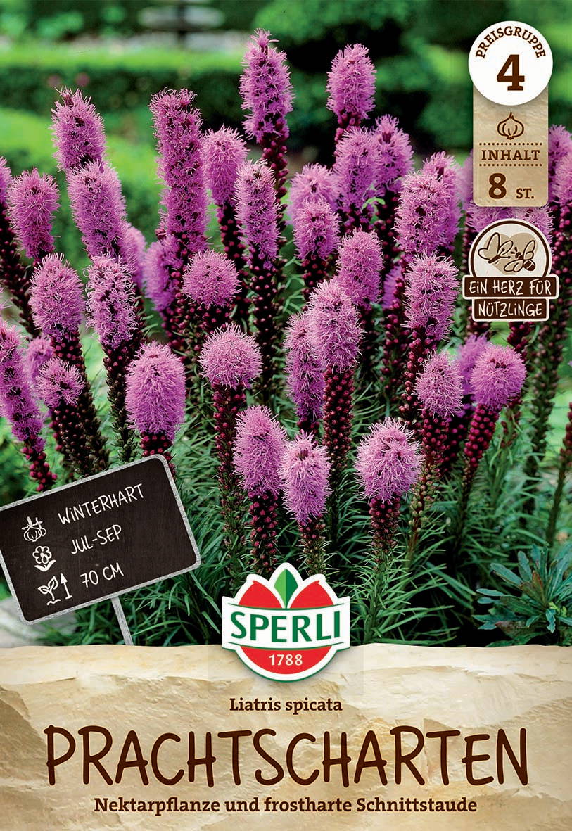 Bunte Blüten des Astilbe-Liatis spicata auf Naturlandschaftsboden.