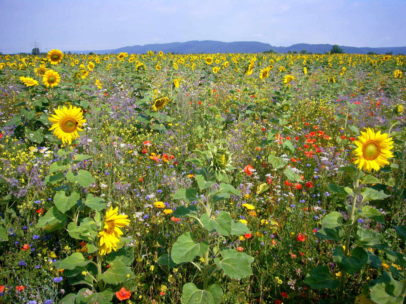 Blumenfeld mit Sonnenblumen und bunten Wildblumen bei Sonnenschein.