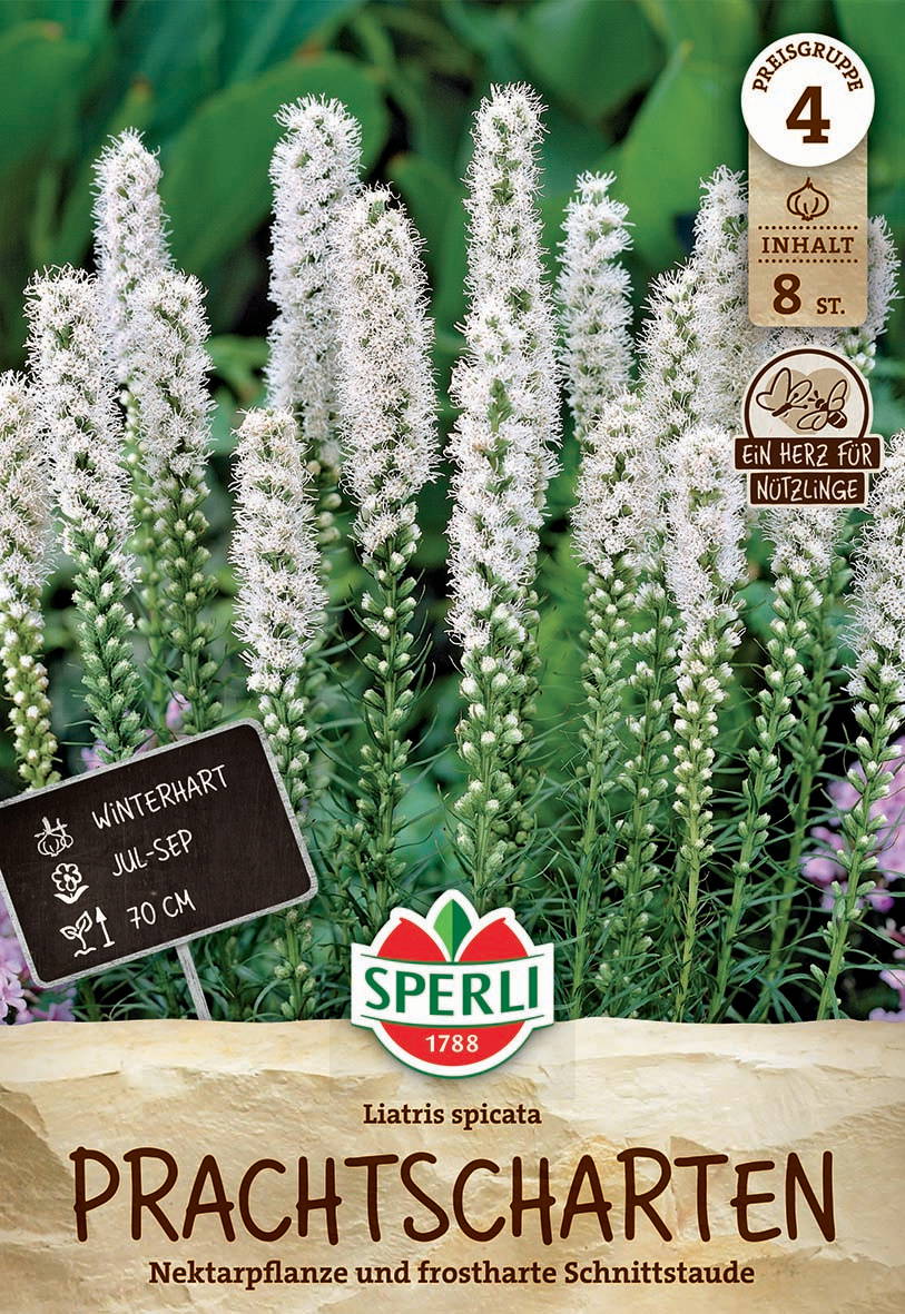 Weiße, schlanke Blütenstände der Pflanze Liatris spicata auf grünen Stängeln vor dunklem Hintergrund.