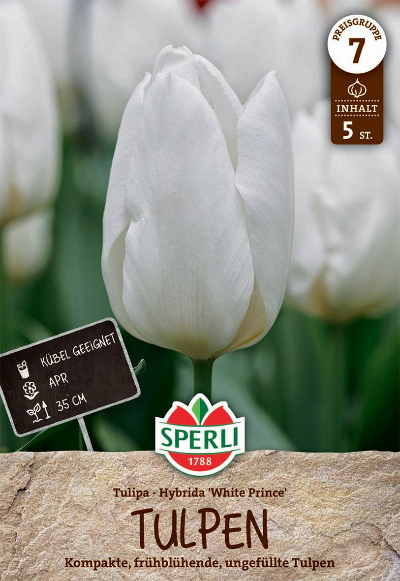 Weiße Hybride Tulpe White Prince mit geschlossenem Blütenkopf, 35 cm hoch, für Frühling.