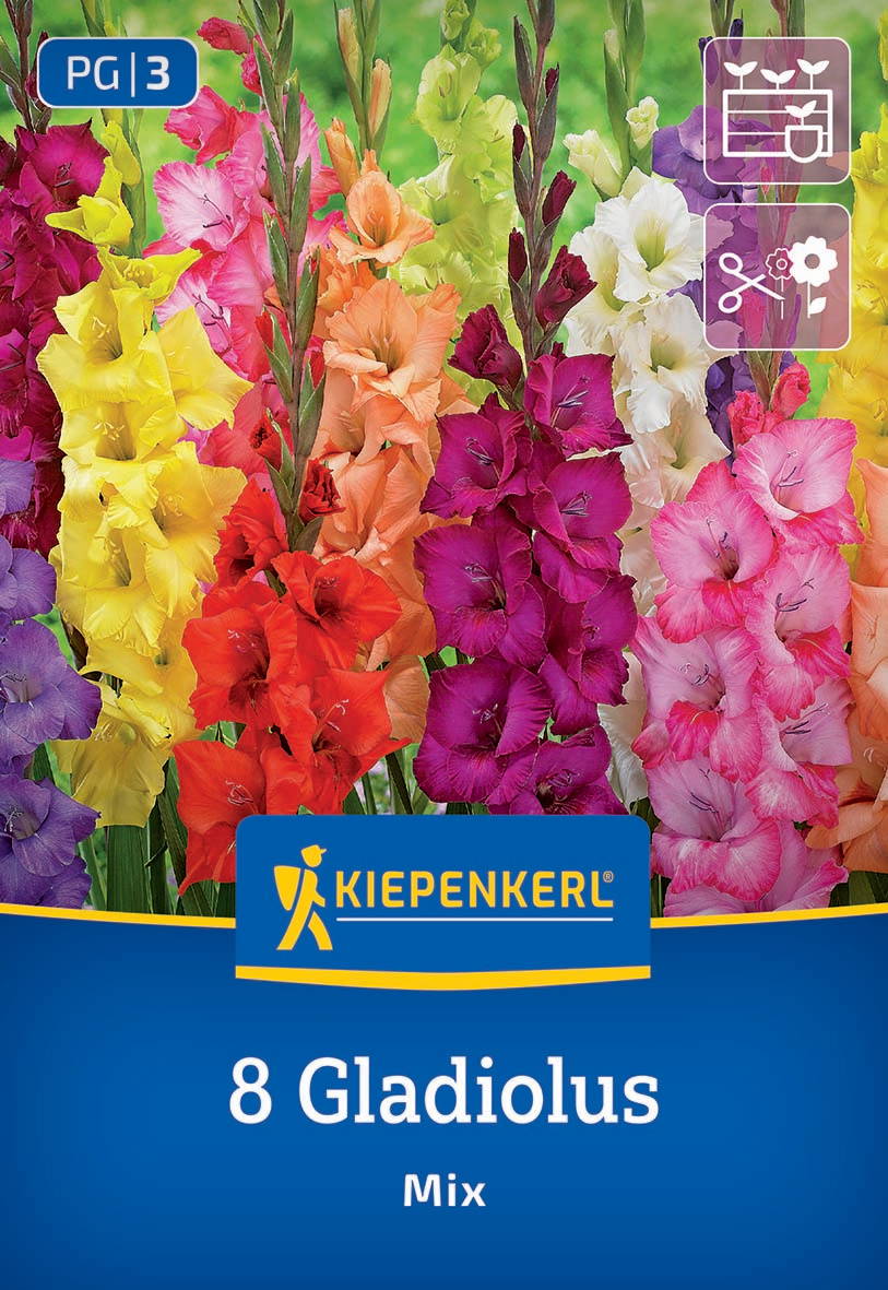 Bunte Gladiolen in Rot, Gelb, Pink, Lila, Weiß, Orange vor grünem Hintergrund.