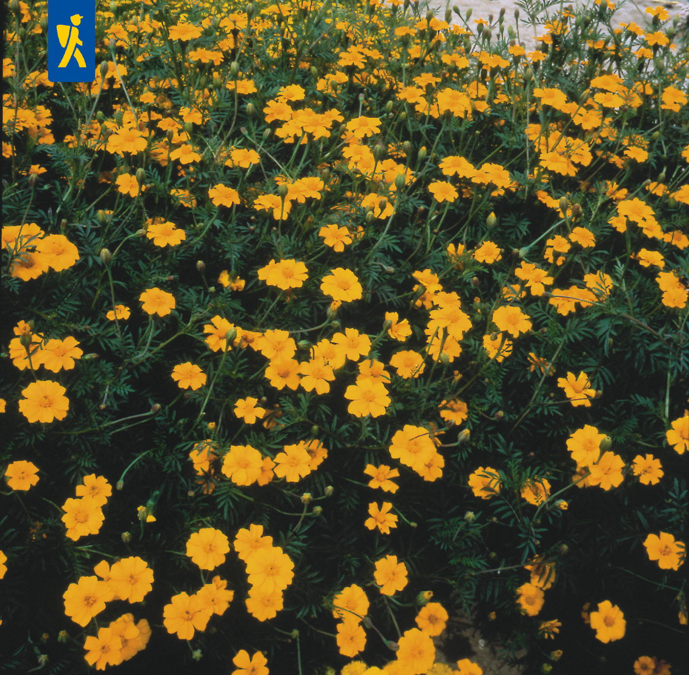 Dichte Ansammlung gelber Blüten mit dunkelgrünen gelappelten Blättern.