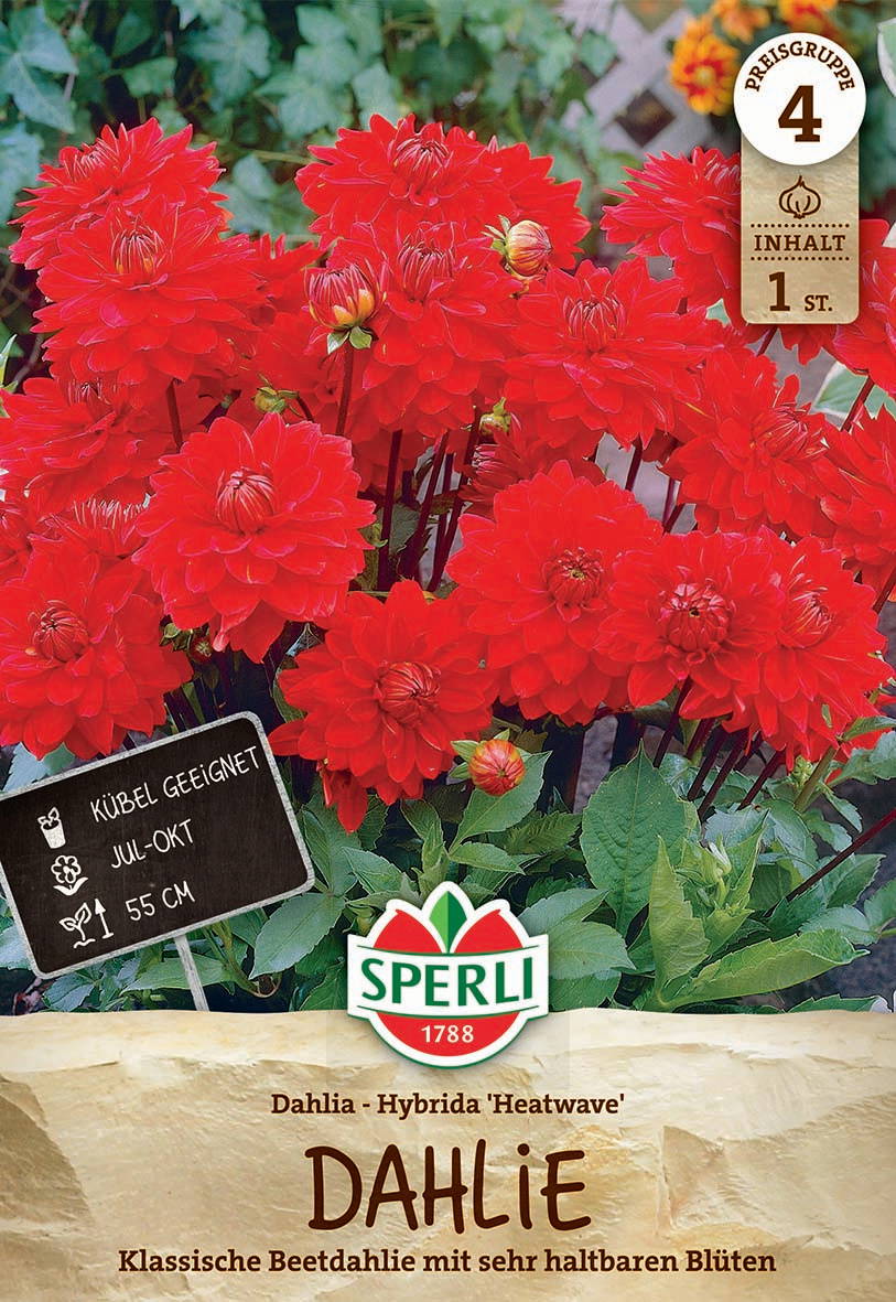 Große rote Dahlien mit dicht gefüllten Blüten und grünen Blättern, im Hintergrund ein Gitter.