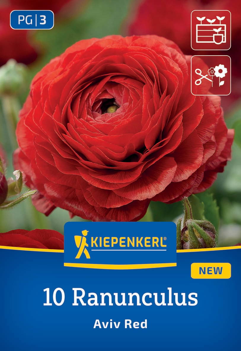 Rote Ranunkelblüte mit mehreren Schichten an zarten Blütenblättern.