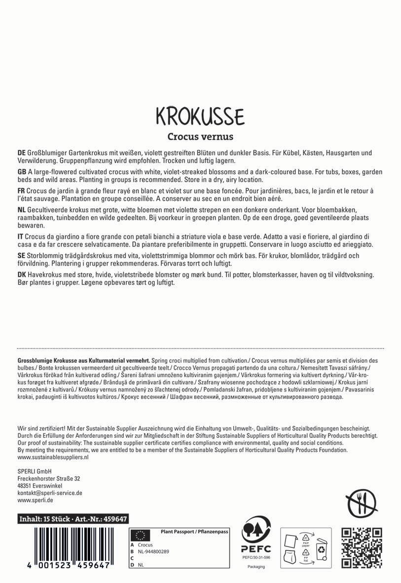 Großblumiger Gartenkrokus mit weißen violett gestreiften Blüten und dunkler Basis