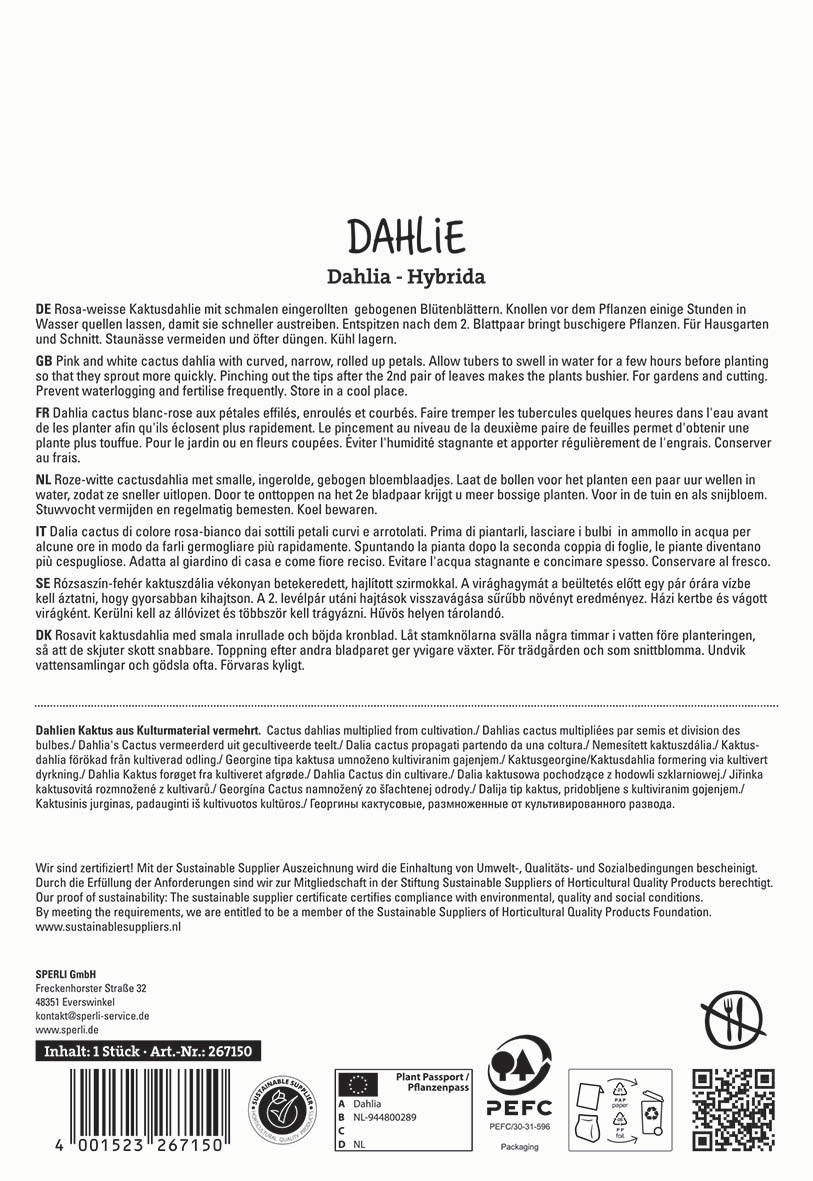 Pink and white cactus dahlia with curved, narrow, rolled up petals in a container with water.