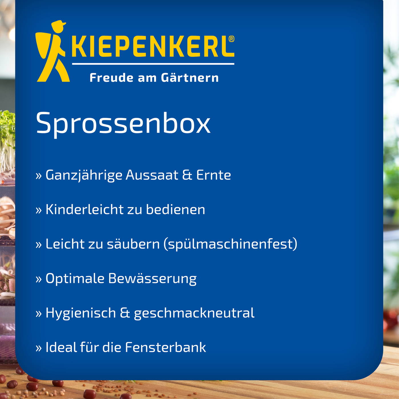 Sprossenbox mit Sprossen, Text auf blauem Hintergrund, Server, Küchenahnung, Gärtnerei.
