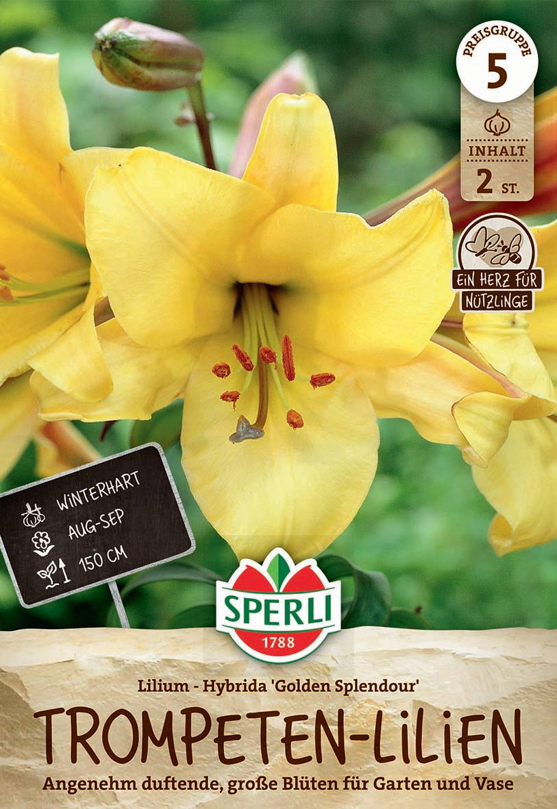 Gelbe Lilienblüte mit mehreren Blüten und Knospen im grünen Garten, Magentarote Staubblätter.