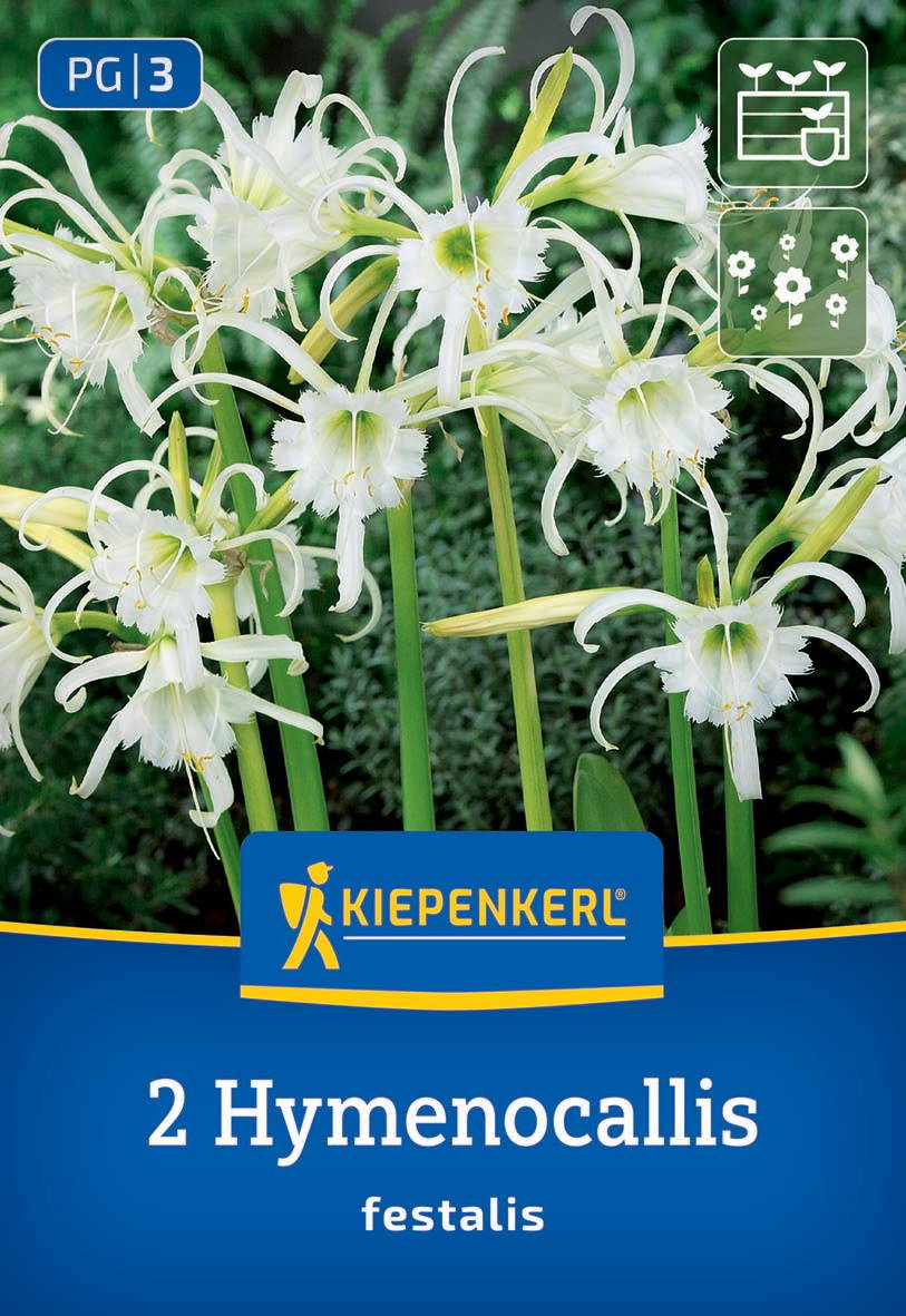 Weiße Blumen mit gelben Staubblättern und langen, gebogenen Blütenblättern vor grünem Hintergrund.