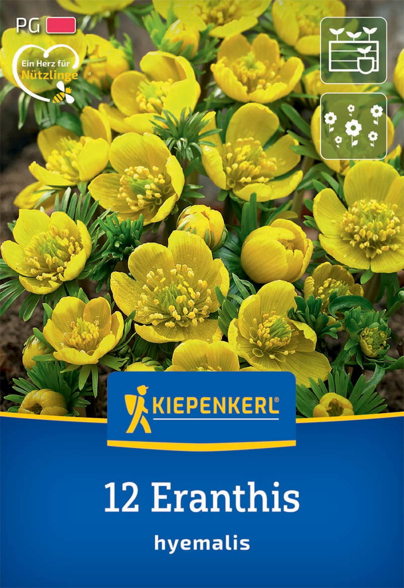 Gelbe Eranthis-Hybridenblumen mit grünen Blättern, auf Verpackung der Samen, Markenname Kiepenkerl.