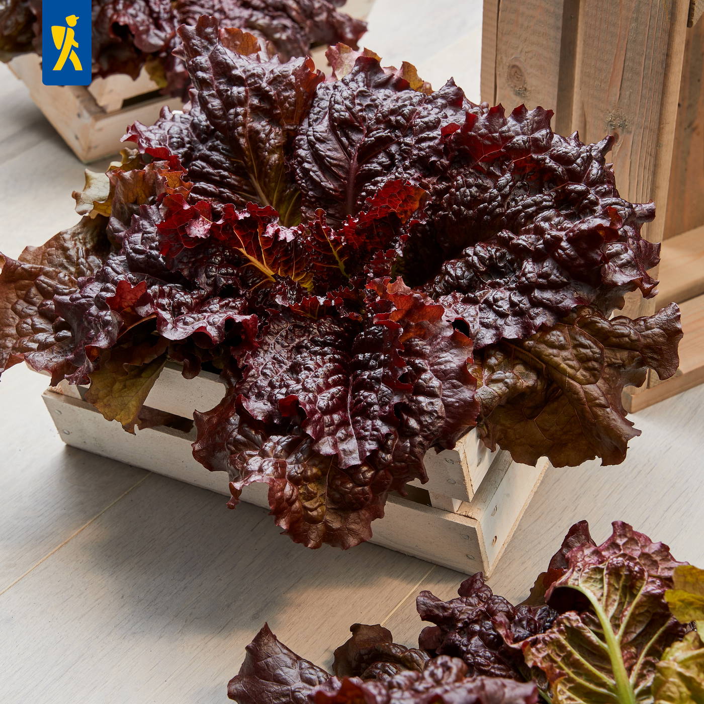 Rote und grüne Blätter von Salat in einer weißen Holzkiste auf Holztisch.