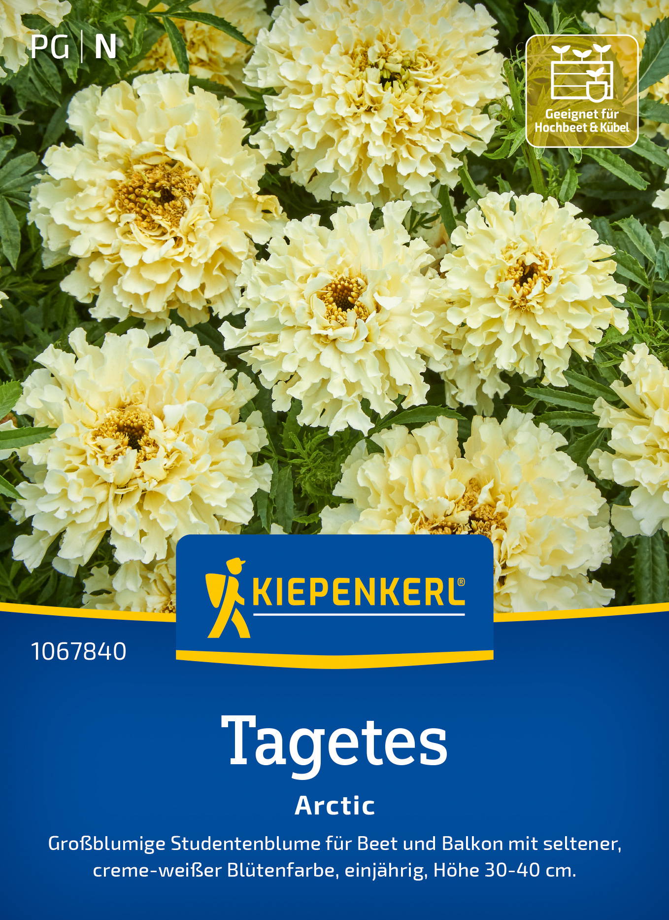 Tagetessamen Arctic