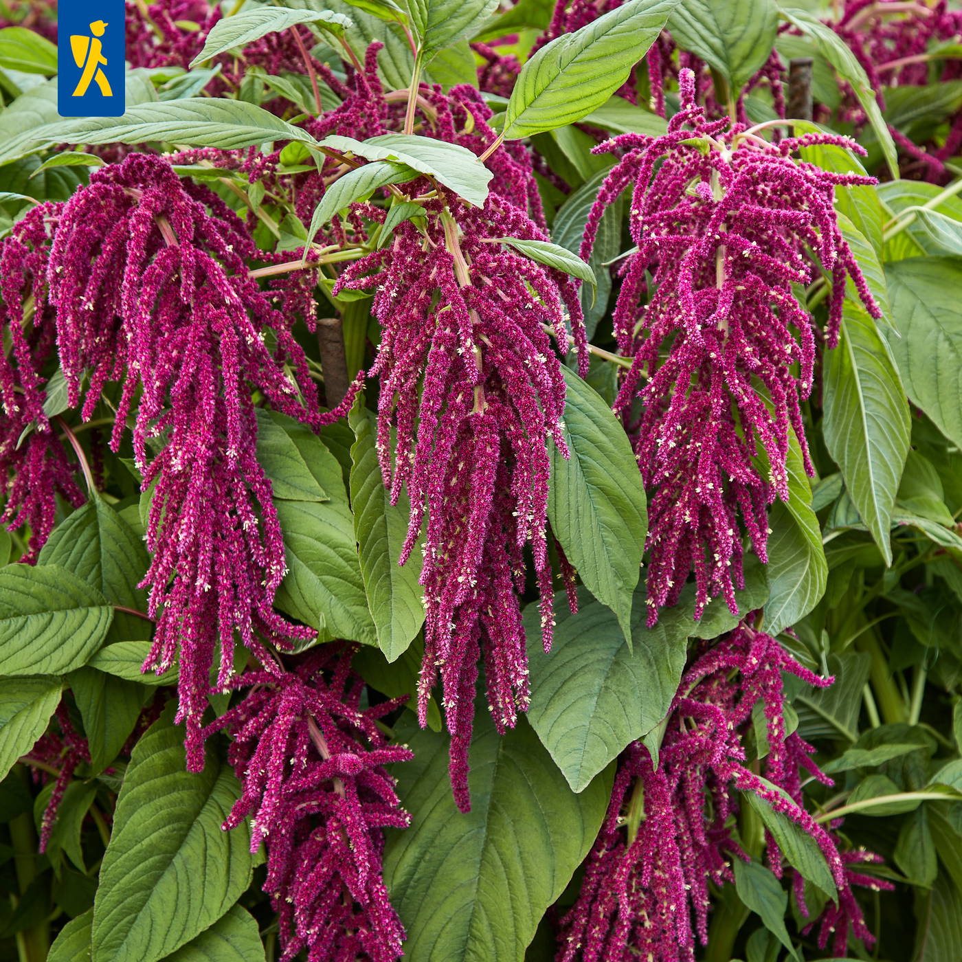 Rote Blütenstände mit langen, hängenden Rispen und grüne Blätter.