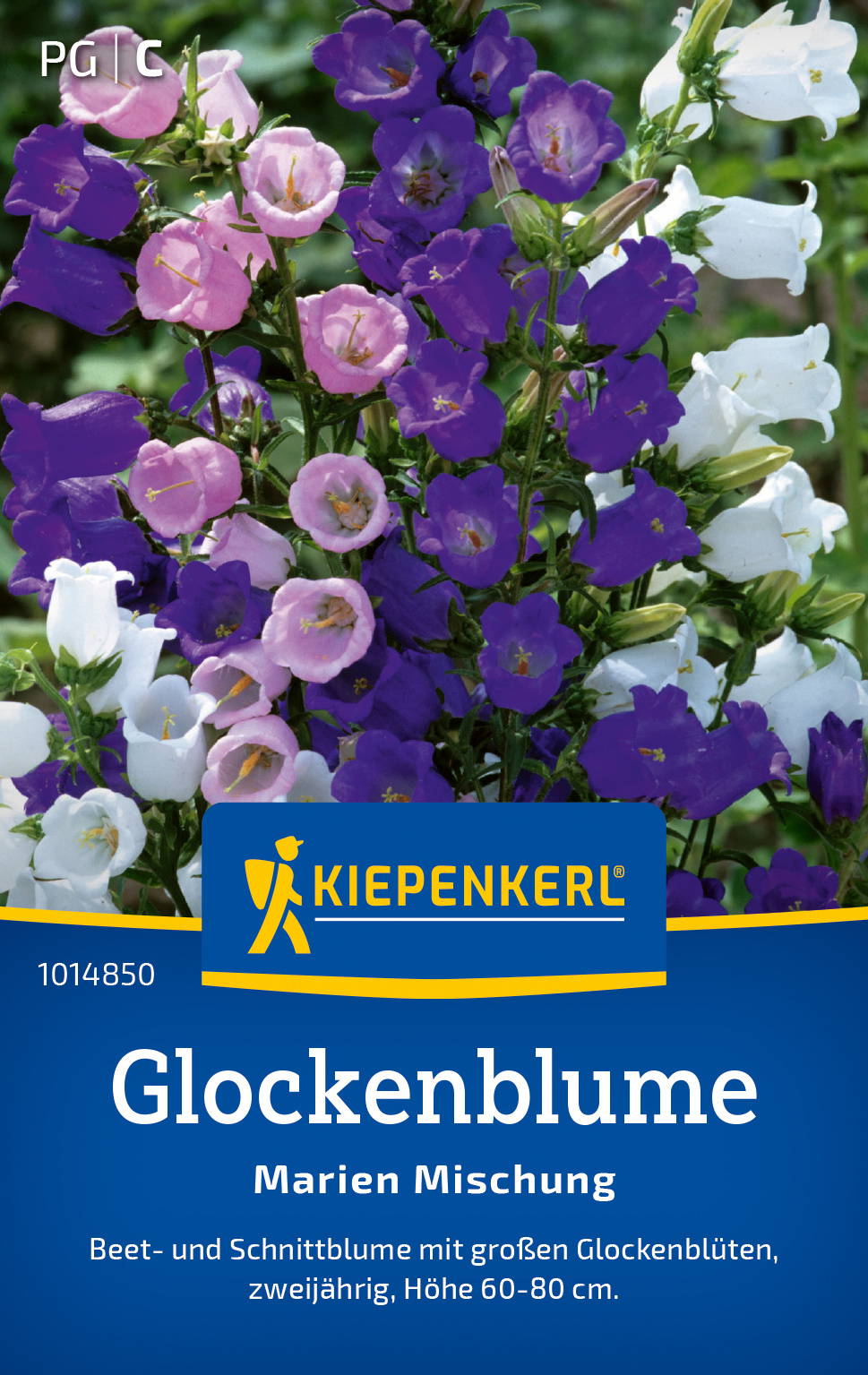 Glockenblumen, bunte Blüten, Beet- und Schnittblume, zweijährig, Höhe 60-80 cm.