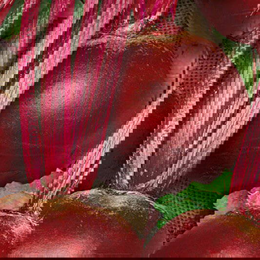 Rote Rüben mit pinken Stielen und grünen Blättern auf einer Jutesäcke.