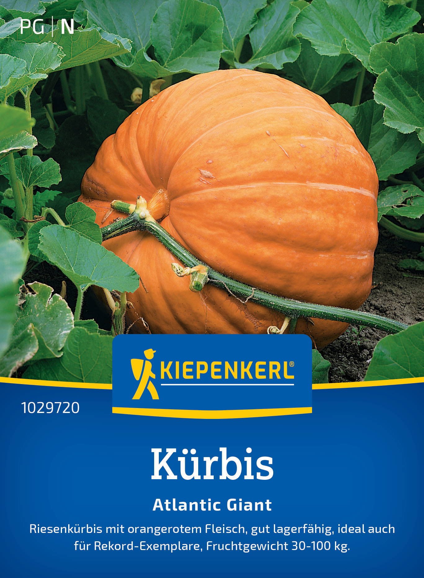 Kürbissamen Atlantic Giant