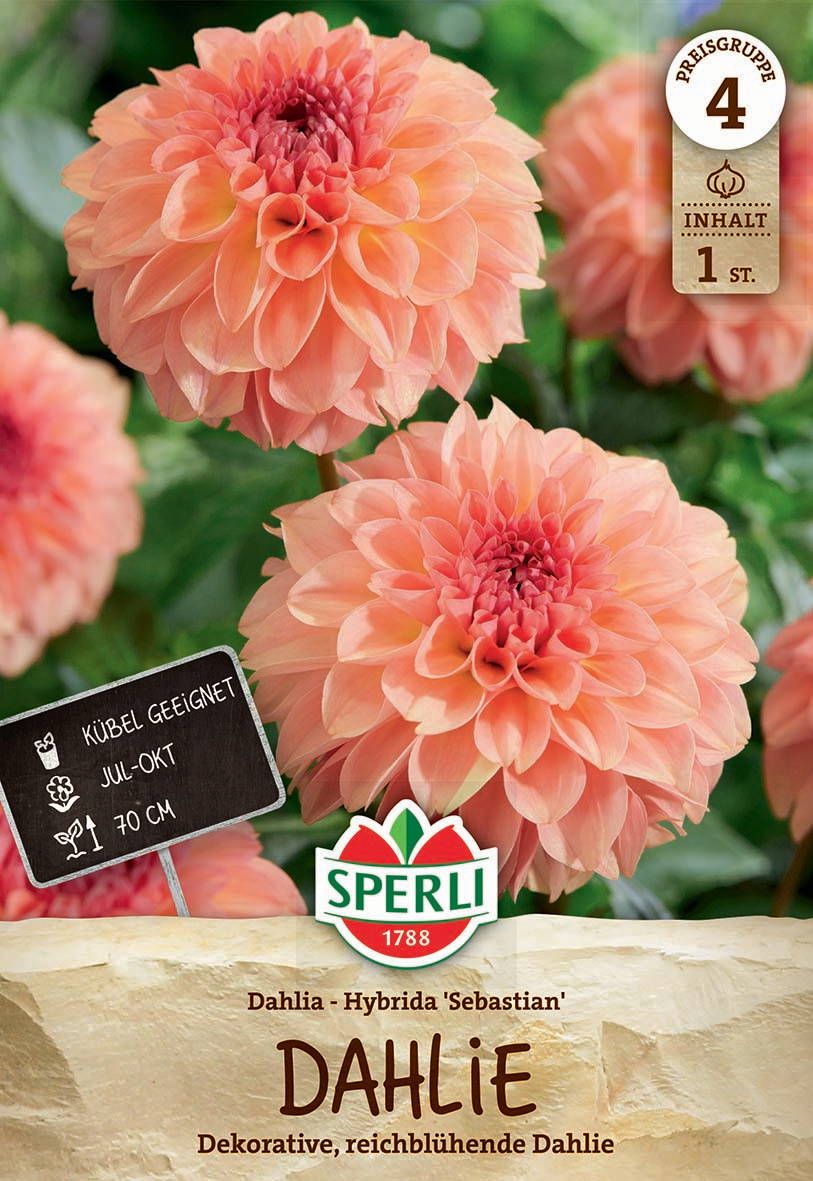 Zwei large, peach-colored dahlias mit vielen samtigen Blütenblättern, grünem Hintergrund.