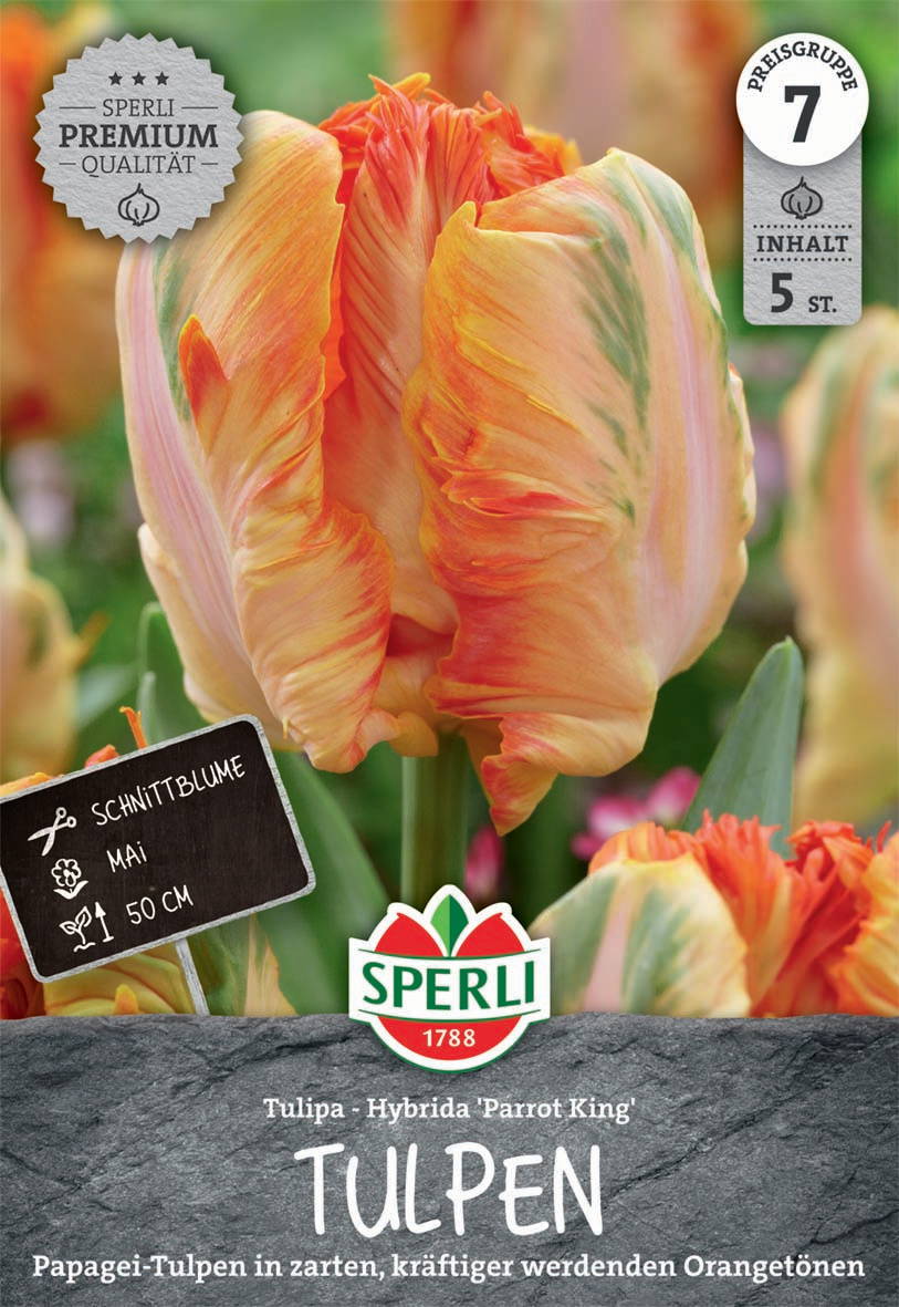 Mehrfarbige Papagei-Tulpen mit orangegrünen Tönen, ca. 50 cm hoch, im Garten.