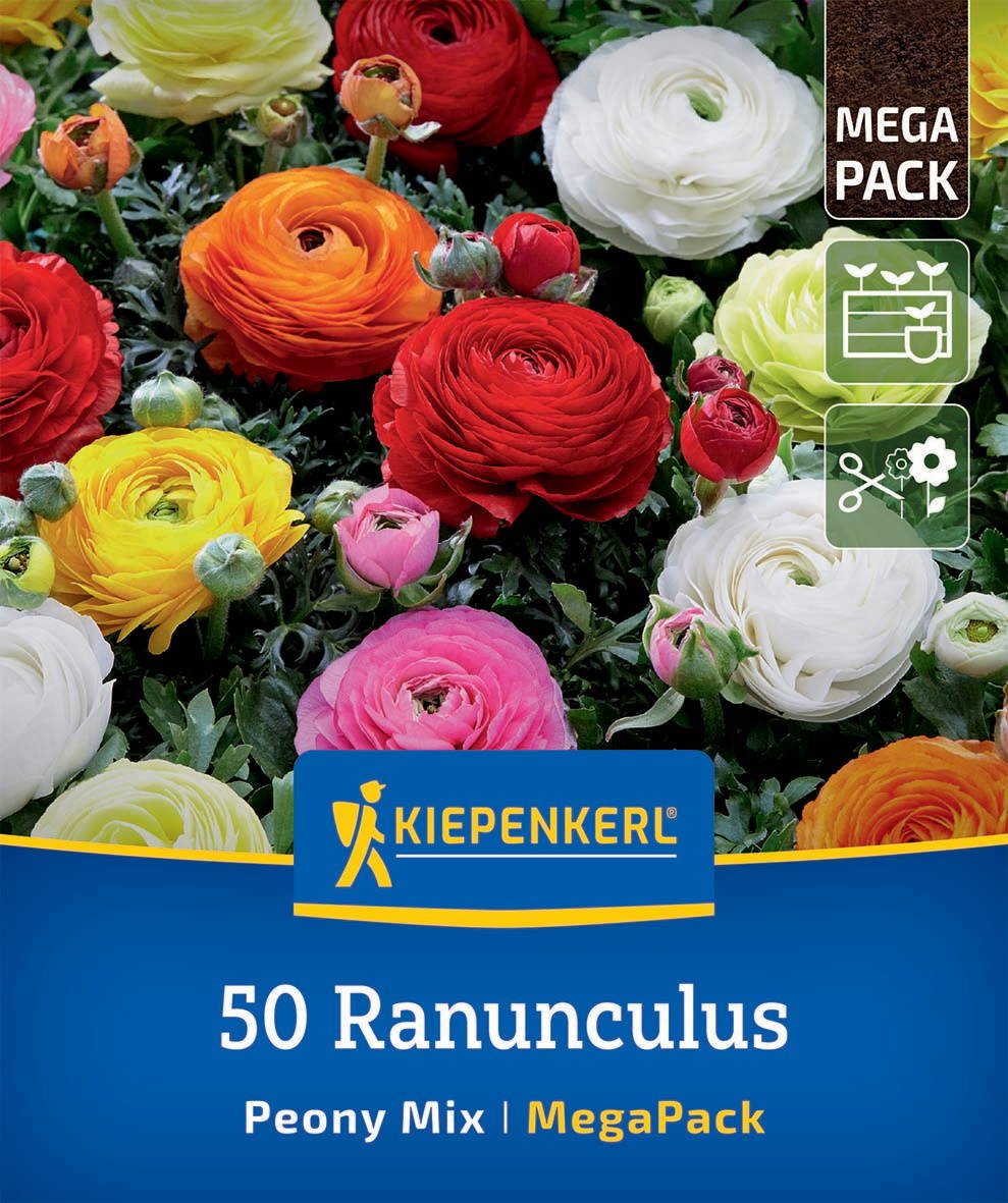 Bunter Ranunculus-Blumenmix in einem Pflanzensack, inklusive Symbole für Pflanzenanbau und Pflege.