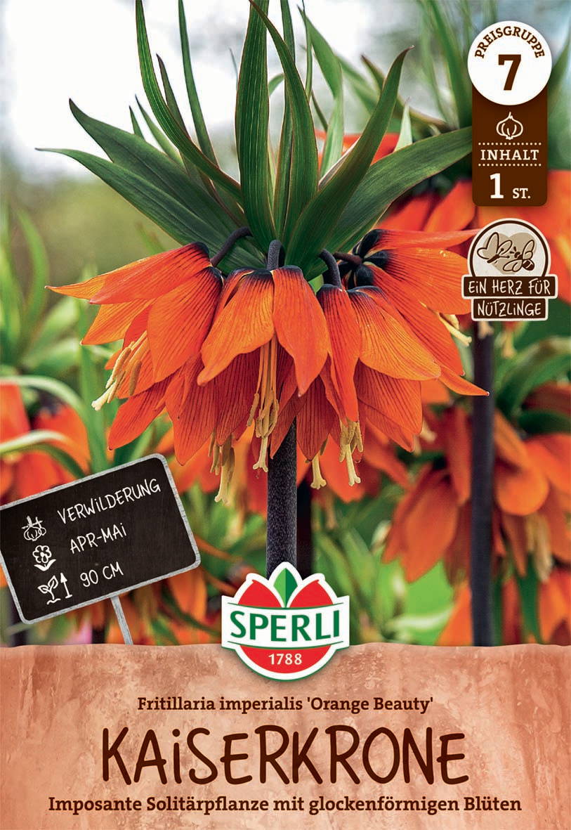 Fritillaria imperialis Orange Beauty mit orangefarbenen Glockenblüten, 90 cm hoch, April bis Mai, verwildernd.
