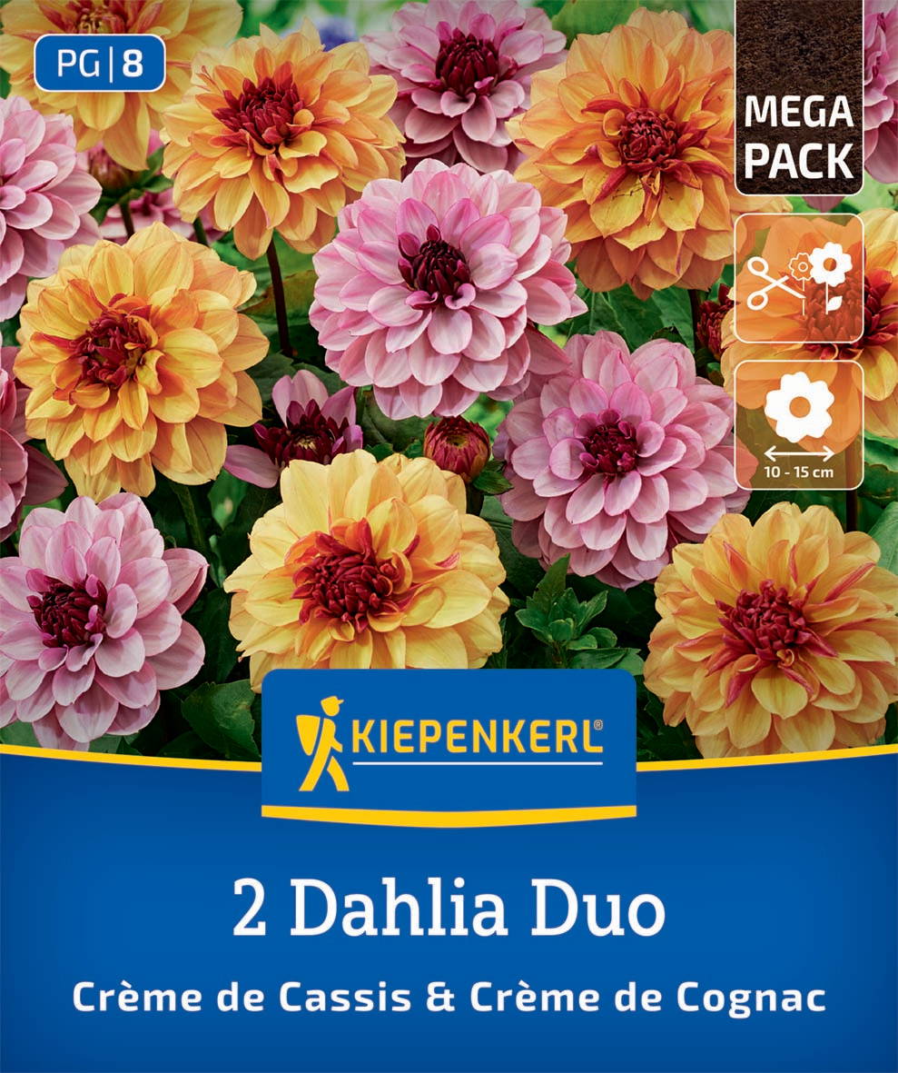 Bunte Dahlien in Pink, Gelb und Orange, umgeben von grünen Blättern.