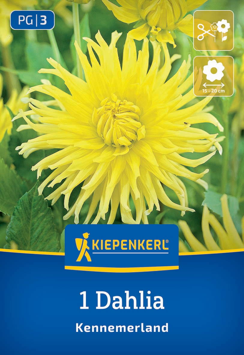 Gelbe Dahlie mit grünen Blättern im Hintergrund, Kiepenkerl Logo und Pflegehinweise auf der Verpackung.