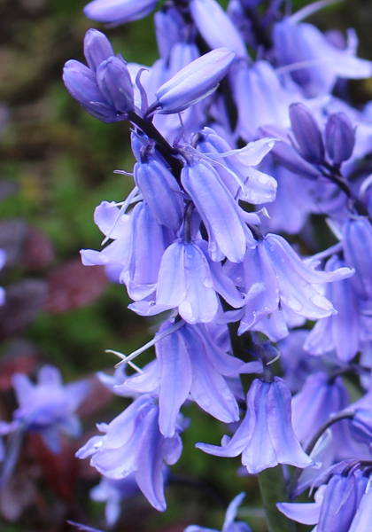 Blaue Glockenblumen blühen, wasserfäden auf den blüten, unscharber Hintergund.
