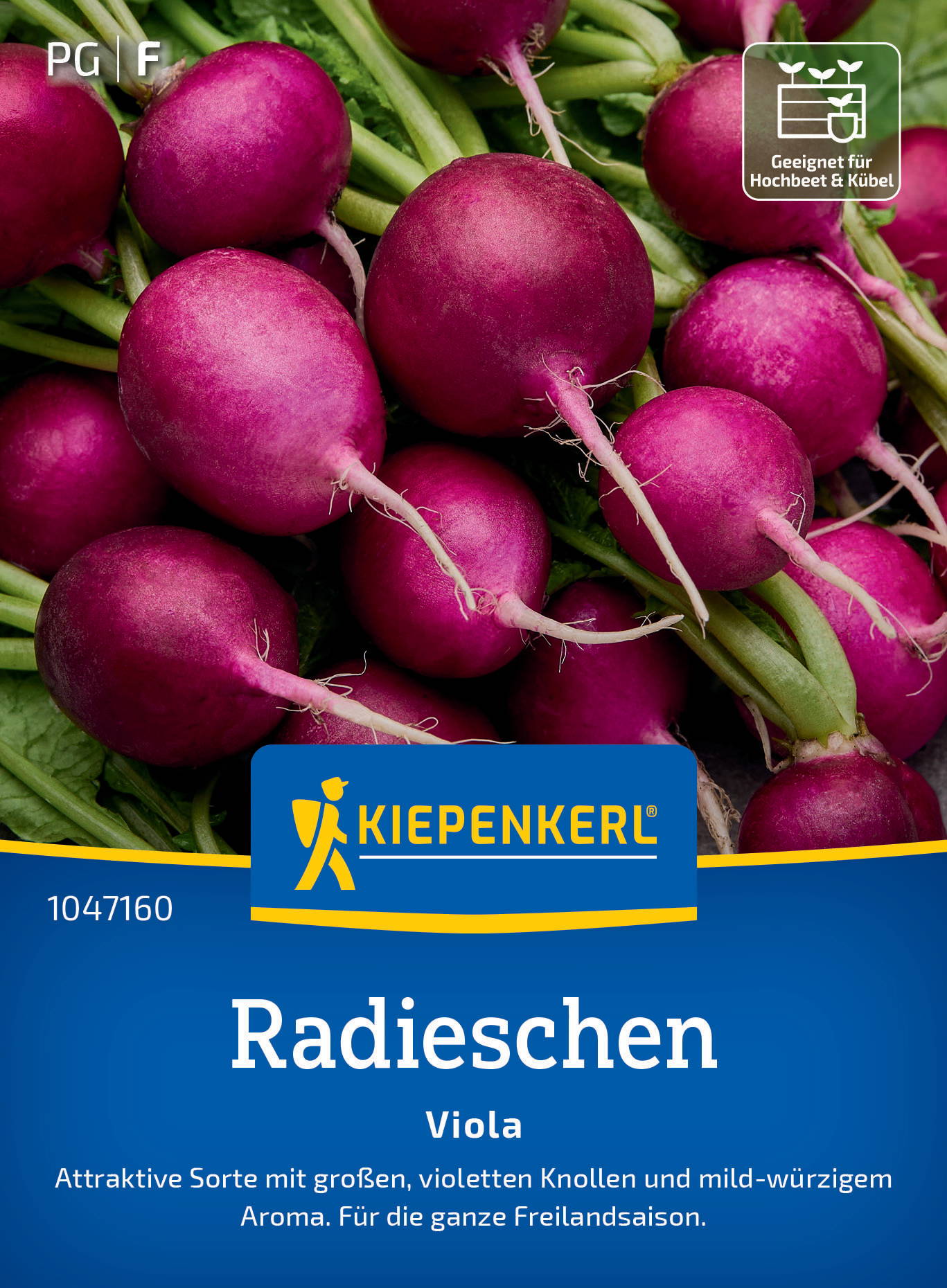 Radieschen mit violetten Knollen und grünen Blättern, Kiepenkerl-Verpackung, geeignet für Hochbeet und Kübel.