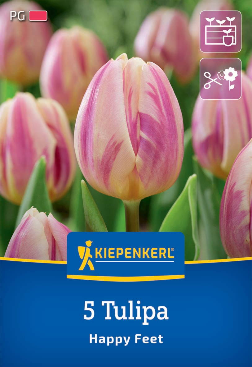 Triumph-Tulpe Happy Feet