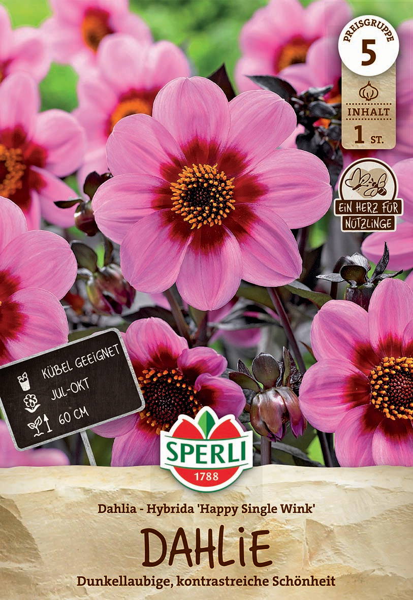 Rote und pinke Dahlienblume mit dunkelrotem Zentrum, umgeben von weiteren pinken Dahlien und dunklen Blättern.