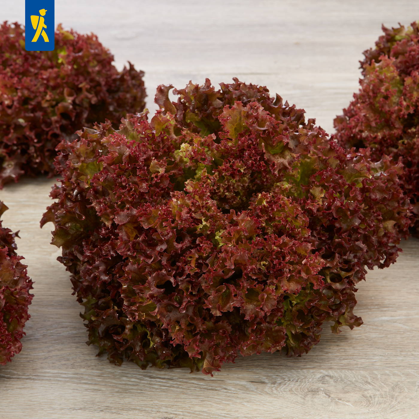 Rote und grüne krause Blätter auf hellem Holzuntergrund.