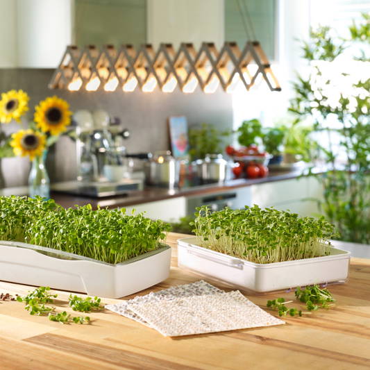 Zwei weiße Anzuchtkästen mit Keimlingen auf einem Holzarbeitsplatz in der Küche.