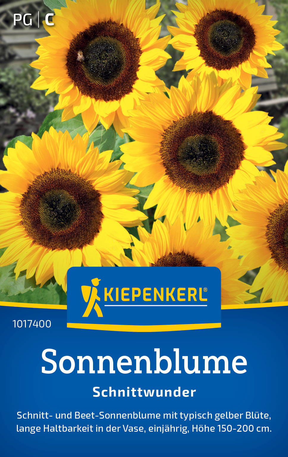 Sonnenblumen mit gelben Blüten, dunklem Zentrum, grünem Blatt im Hintergrund.