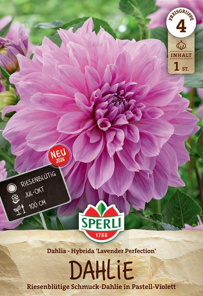 Große pastelviolette Dahlie mit vielen Blütenblättern, grüner Hintergrund, zusätzlichen Blütenknospen und Blättern.