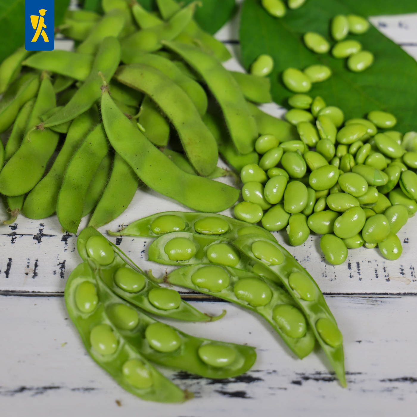 Grüne保存erde und geöffnete Schoten mit Bohnen auf weißem Holzuntergrund.