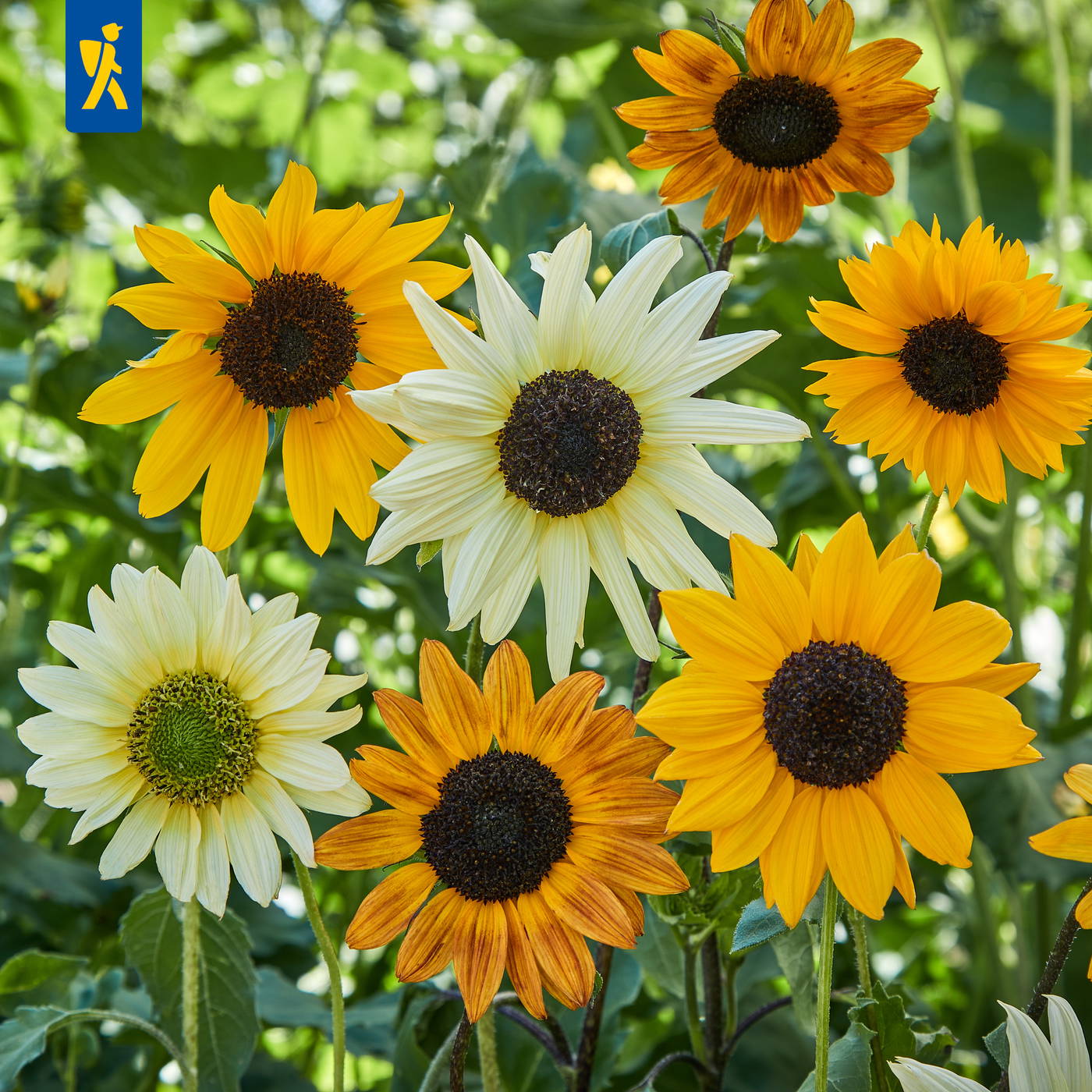 Mehrere Sonnenblumen in gelben, weißen und orangen Farben mit dunklen Zentren in sonnigem Garten.